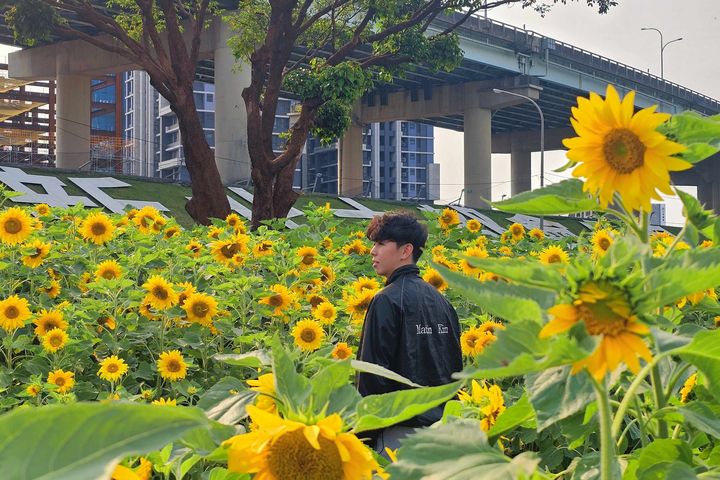 ▲新北大都會花海－向日葵花田裡的帥氣身影。　圖：新北市政府高灘地工程管理處 ／提供