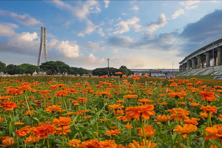 ▲新北大都會橙黃花海與城市天際線。　圖：新北市政府高灘地工程管理處 ／提供