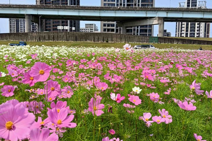 ▲走進新北大都會花海的粉嫩花田裡。　圖：新北市政府高灘地工程管理處 ／提供