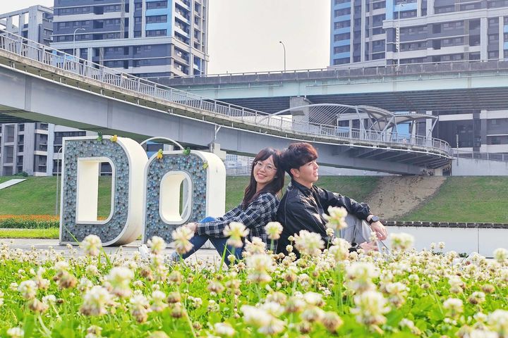▲來「新北大都會公園」與白花三葉草旁甜蜜合影。　圖：新北市政府高灘地工程管理處 ／提供