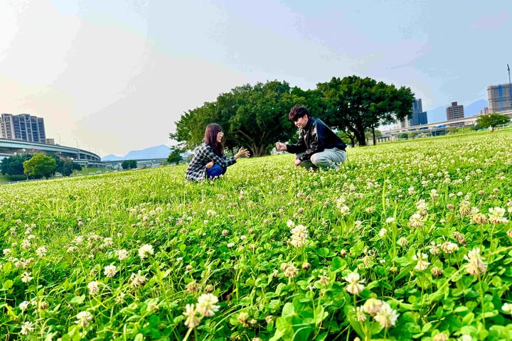 徜徉在「新北大都會公園」白花三葉草裡的甜蜜時光。　圖：新北市政府高灘地工程管理處 ／提供 