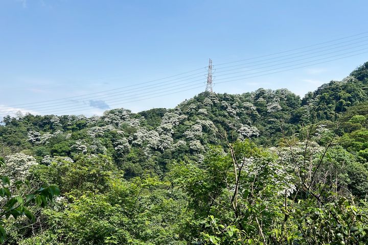 登上「太極嶺」可欣賞山間綻放於樹梢的雪白油桐花，令人心曠神怡。　圖：新北市政府綠美化環境景觀處／提供