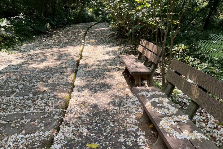 ▲走在土城「太極嶺」山徑間，可見桐花隨風飄落，鋪成一道浪漫的雪白花毯。　圖：新北市政府綠美化環境景觀處／提供