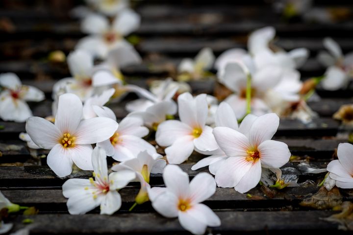 ▲桐花隨風飄落，點綴在石階與泥土之間，為健行過程增添幾分詩意與驚喜。　圖：新北市客家局／提供