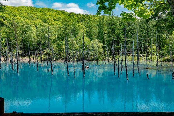 ▲美瑛「白金青池」。　圖：Heavens Portfolio／提供