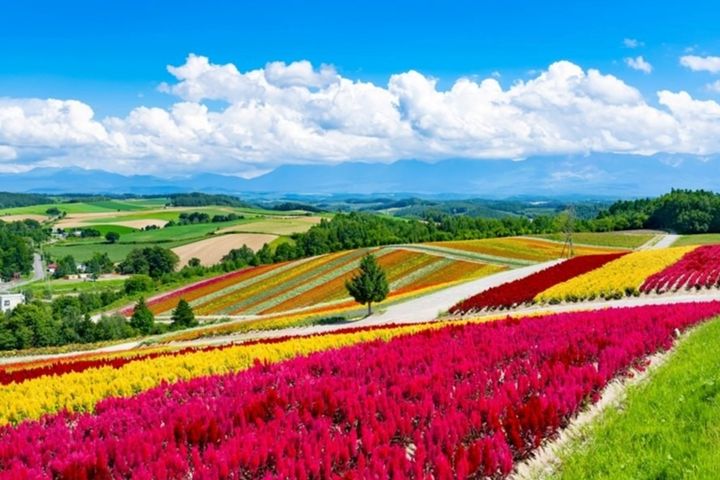 賞花、泛舟　啟富良野悠閒療癒之旅 富良野花田。　圖：Heavens Portfolio／提供