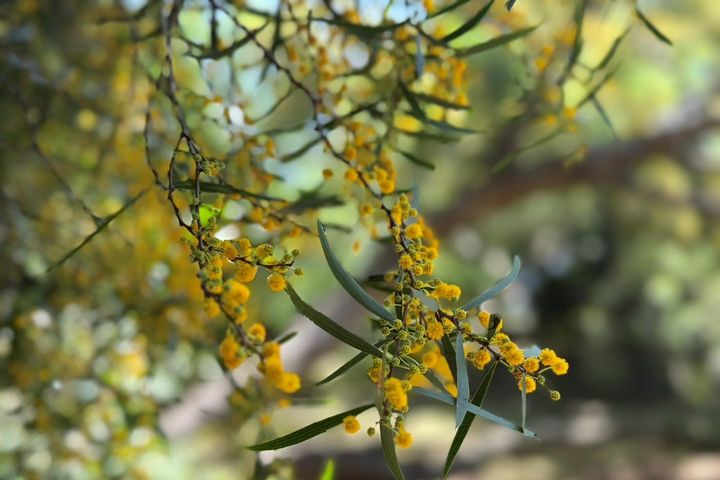▲相思樹花，細緻綻放。　圖：臺北市政府工務局／提供