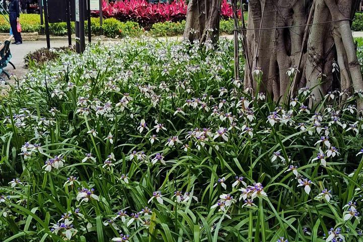 蘭雅1號公園－「巴西鳶尾」在大榕樹下盛開。　圖：臺北市政府工務局公園路燈工程管理處／提供