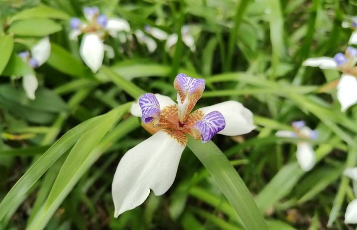 ▲蘭雅1號公園－巴西鳶尾。　圖：臺北市政府工務局公園路燈工程管理處／提供