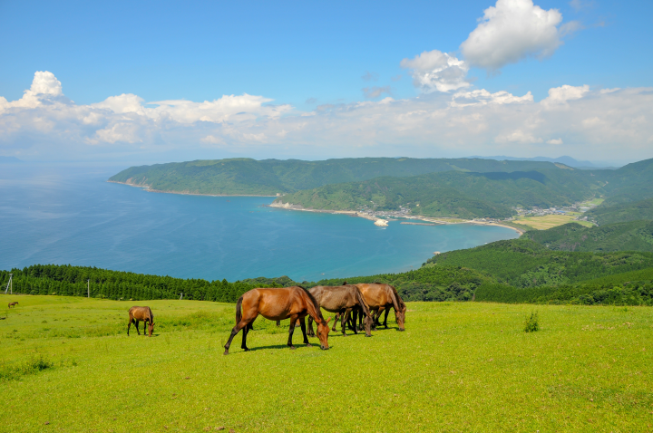  ▲在都井岬可以觀賞野馬在草原上奔馳與吃草的景象。　圖：宮崎縣／提供