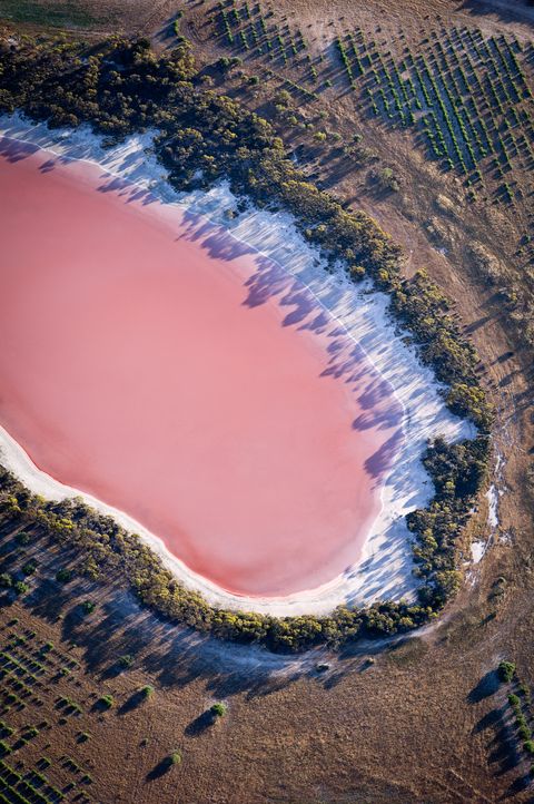 ▲西澳「粉紅湖」赫特潟湖因周杰倫 MV 而成為打卡熱點。　圖：shutterstock／來源