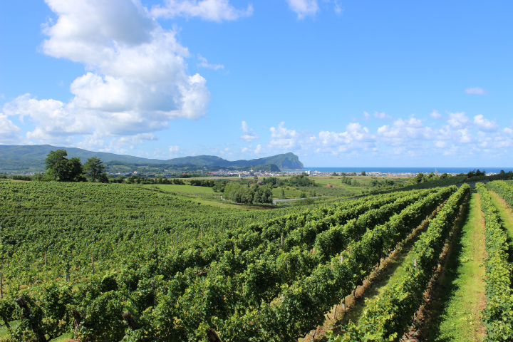 北海道余市町以紅酒產業發展飲食和觀光。　圖：美食都市研究會／提供