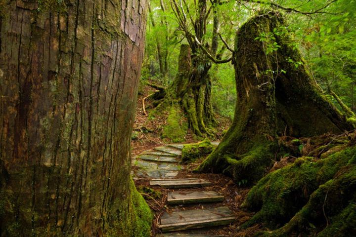 ▲屋久島寧謐的大自然，令人悠然神往。　圖：太平洋旅行社／提供