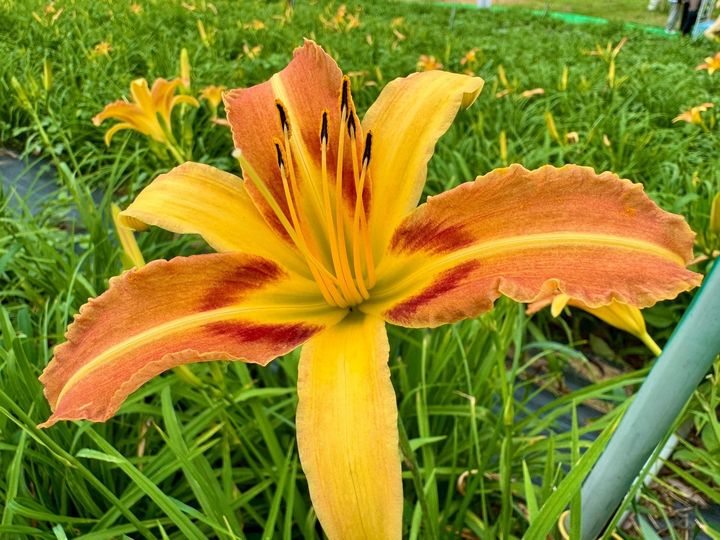 ▲大溪區「百吉休閒農業區」擁有北台灣規模最大的金針花海。　圖：桃園市政府農業局／提供