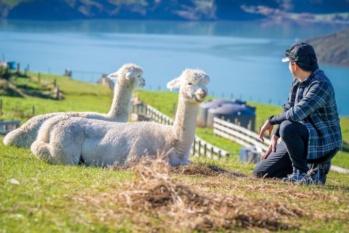 ▲看準旅客對於深度旅遊與特殊性的喜愛，尊榮假期特別於13天行程安排入住農莊1晚，滿足旅客貼近大自然的想像。　圖：shutterstock／來源