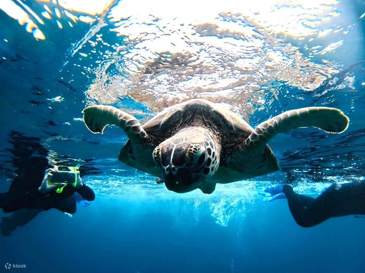 ▲藍洞與夢幻島浮潛體驗。　圖：Klook／提供
