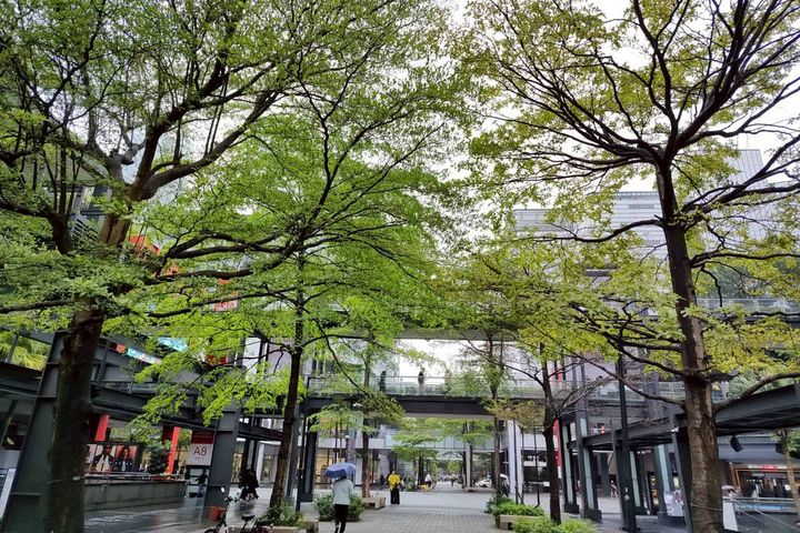 臺北信義商圈的香堤大道、松智公園，矗立的櫸木、落雨松與小葉欖仁為街頭增添綠意。　圖：臺北市政府工務局公園路燈工程管理處／提供