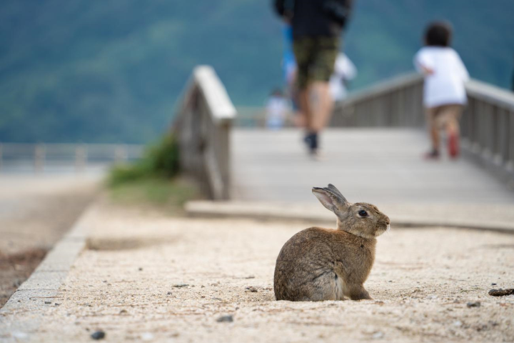 ▲「兔島」的道路上可以看見許多親人的兔子。　圖：樂天旅遊／提供