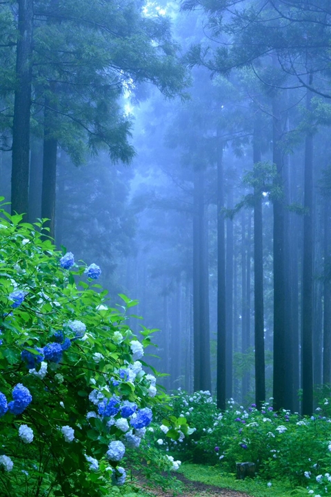 ▲壯觀杉樹林與繡球花相襯的絕景仙氣十足，全日本只有在這裡才有機會欣賞！　圖：岩手縣一關市觀光協會／提供