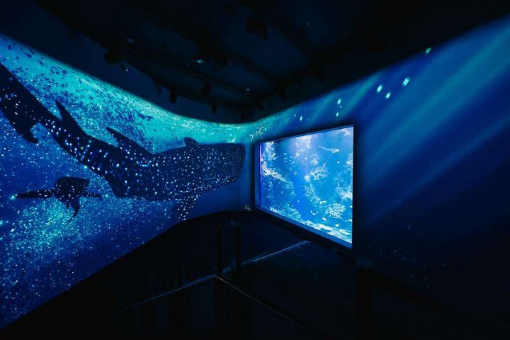 台中海洋館推出「守護海洋」主題系列活動。　圖：臺中市政府觀光旅遊局／提供
