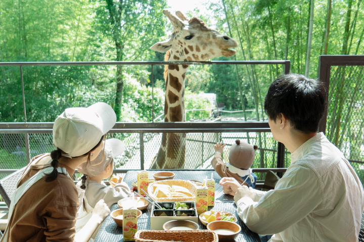 早餐時間可以和長頸鹿共同享用餐點。　圖：THE BAMBOO FOREST／提供