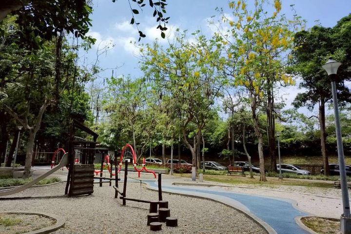 ▲克強公園滿樹金黃遍地花影。　圖：臺北市政府工務局公園路燈工程管理處／提供 