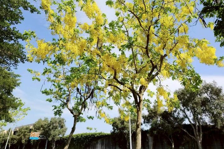 上塔悠及下塔悠公園金黃色花海沿路綻放。　圖：臺北市政府工務局公園路燈工程管理處／提供