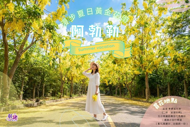 彰化阿勃勒黃金花燦爛綻放。　圖：彰化縣政府／提供