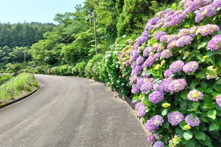 ▲兼具花海與田園景觀的「古湯山中繡球花小徑」原是在地秘境，近年來知名度逐漸上升。　圖：佐賀市觀光協會／提供