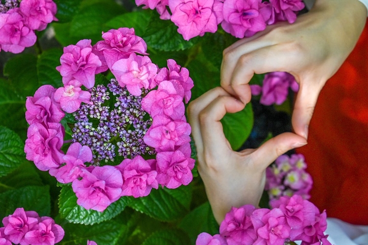 色彩鮮豔繽紛的繡球花是初夏玩日本不可錯過的夏季風物詩。　圖：祐德稻荷神社／提供