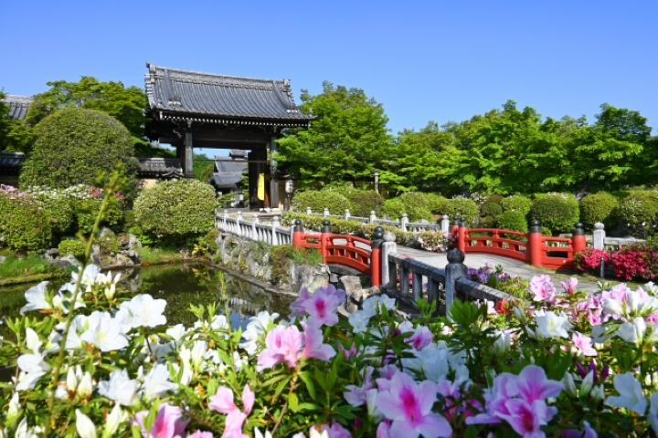 ▲「妙滿寺」的山門周邊種植了超過3000珠的杜鵑花。　圖：Photo AC／來源