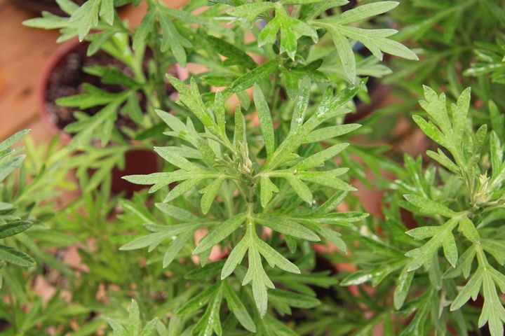 ▲端午節常見的「艾草」。　圖：臺北市政府工務局公園路燈工程管理處／提供