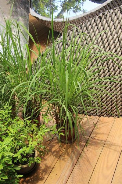 ▲「香茅」具有防蚊驅蟲的功能。　圖：臺北市政府工務局公園路燈工程管理處／提供