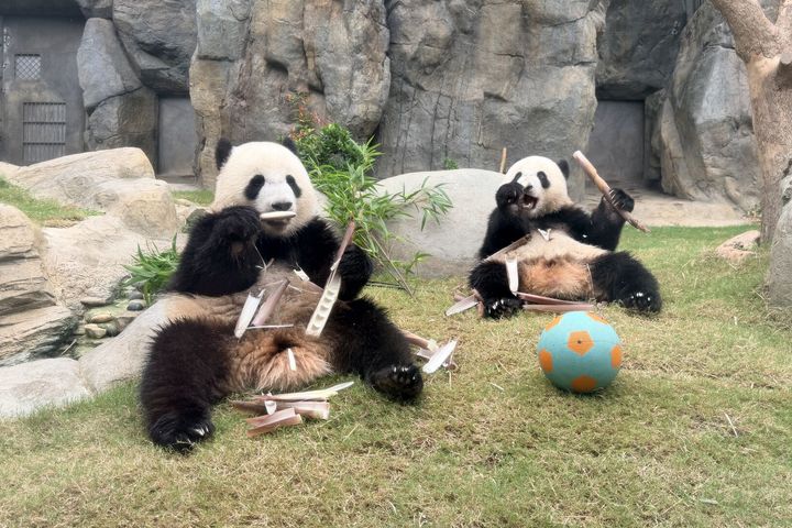 ▲玩轉夏日大熊貓生日大派對。　圖：香港海洋公園／提供