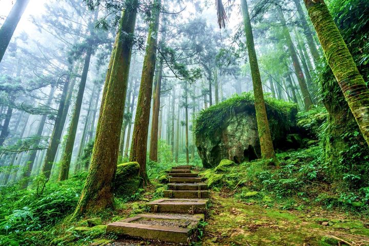 ▲邀請一同走進嘉義山林，體驗秋季阿里山多層次自然景觀。　圖：嘉義縣文化觀光局／提供
