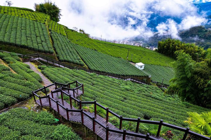 ▲步道沿途茶園風光。　圖：嘉義縣文化觀光局／提供