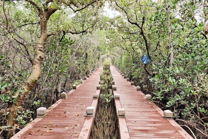 紅樹林綠色隧道。　圖：台南市政府觀光旅遊局／提供