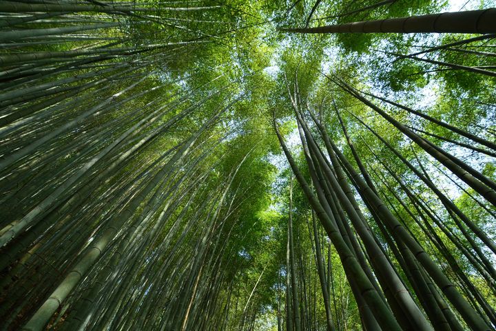 ▲綠色隧道。　圖：嘉義縣文化觀光局／提供