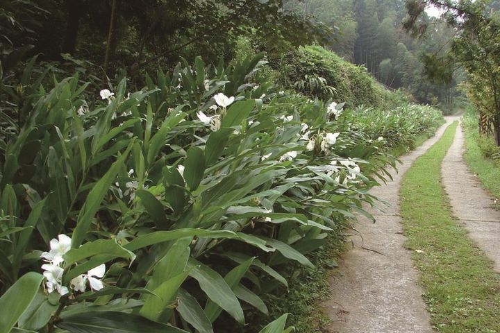 野薑花溪步道。　圖：嘉義縣文化觀光局／提供