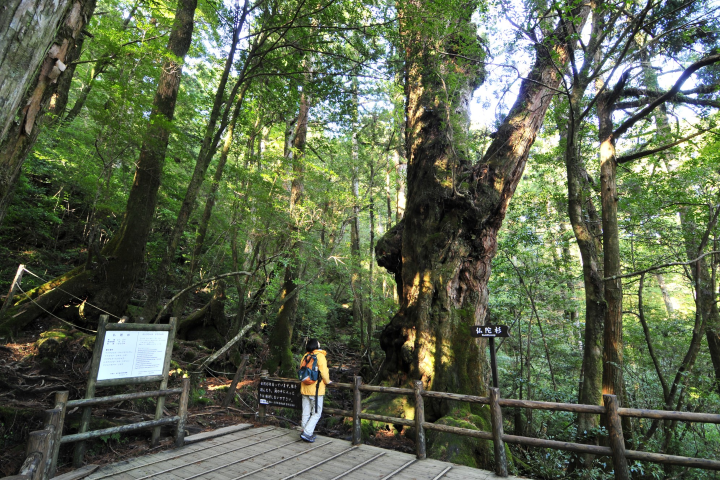 在世界自然遺產「屋久島」上有樹齡達千年的神木。　圖：鹿兒島縣觀光聯盟／提供