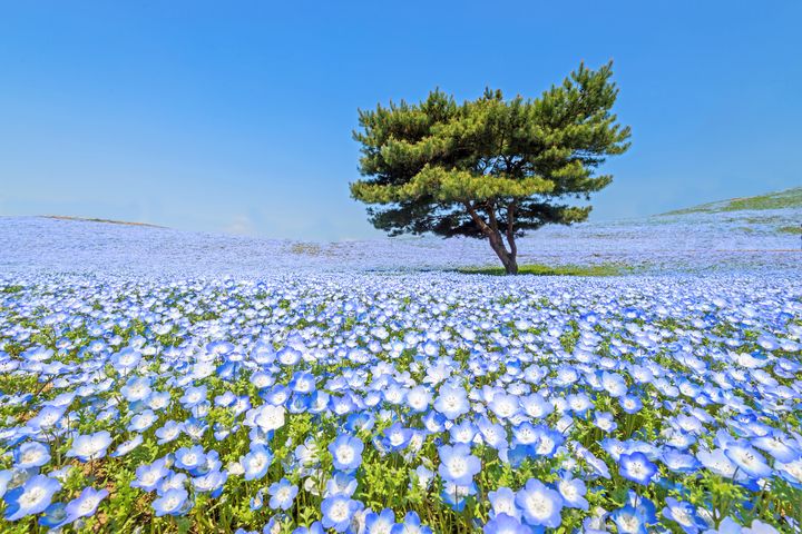 ▲日本茨城縣以春季盛開的藍色粉蝶花名列第二。　圖：shutterstock／來源