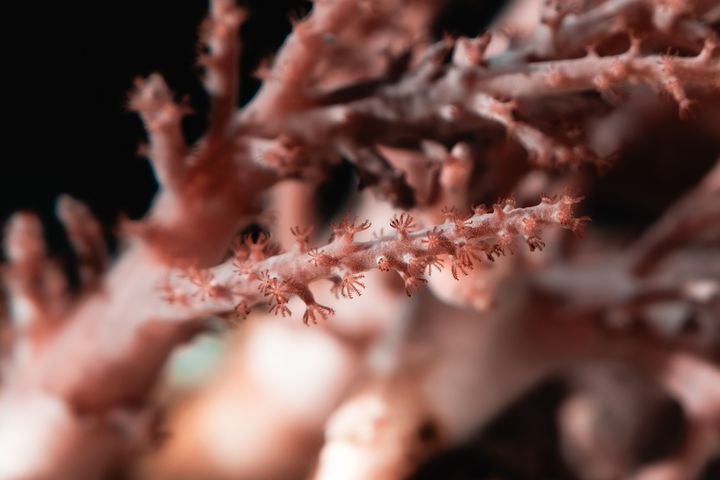 宛如在海底開花的珊瑚和海葵。　圖：屏東海生館／提供
