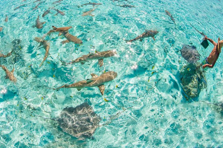 ▲透過潟湖島清澈的湖水，可見到多種魚類悠游穿梭。　圖：shutterstock／來源