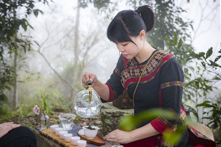 ▲以友善環境自然農法栽培台灣原生山茶，茶湯清香甘甜、層次細膩。　圖：茂林國家風景區管理處／提供