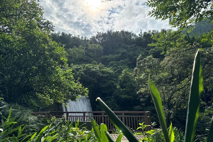 ▲園內瀑布水勢磅礡，搭配巨石、蕨類與雲霧，是金瓜石獨特的山林療癒景觀。　圖：新北市政府農業局／提供