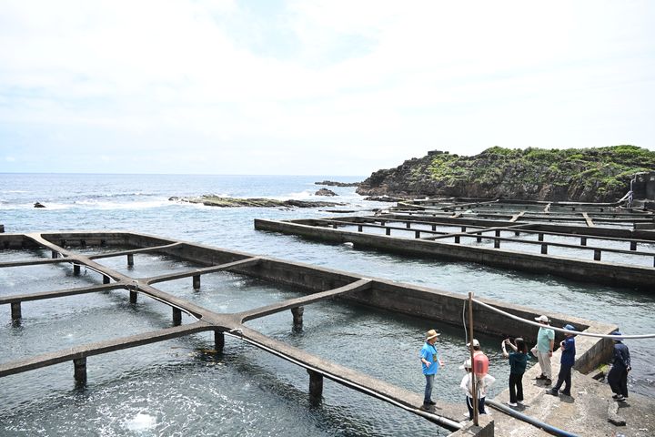▲如今養殖場除了九孔之外，也成功導入白蝦、海葡萄及海膽等多元養殖項目，透過養殖物之間的循環利用，建構出兼顧生產與環境的海洋生態系統。　記者-王政／攝