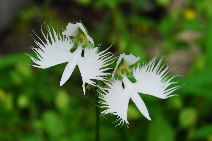 稀有「飛天白鷺」綻放！神戶六甲高山植物園「鷺草」珍貴現身