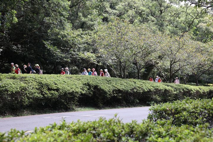 ▲車走車道，人走人道，走起來悠閒又安全。　圖：臺北市政府工務局公園路燈工程管理處／來源