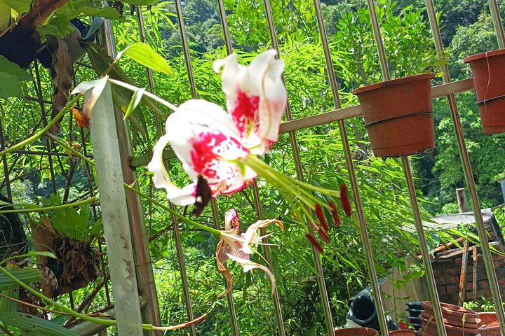 平溪紫東社區「艷紅鹿子百合」現正綻放。　圖：新北市政府農業局／提供