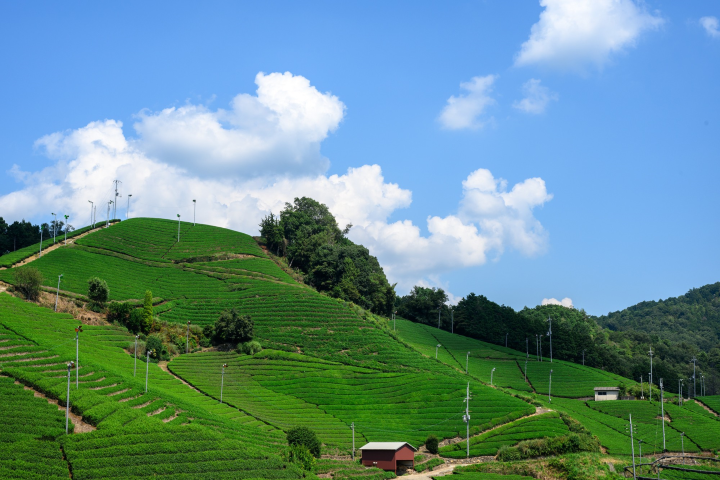 石寺的茶畑。　圖：京都巴士／提供